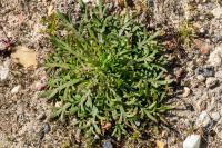 Plantago coronopus