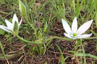 Ornithogalum divergens