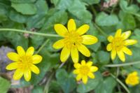 Ficaria verna