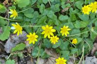 Ficaria verna