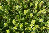 Lamium purpureum