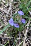 Glechoma hederacea