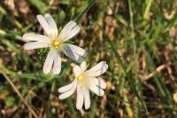 Rabelera holostea