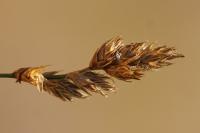 Carex colchica