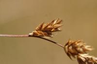 Carex colchica