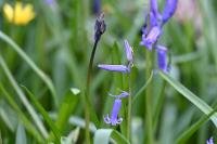 Hyacinthoides non-scripta