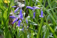 Hyacinthoides non-scripta