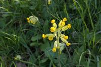 Primula veris