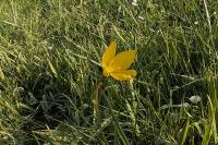 Tulipa sylvestris