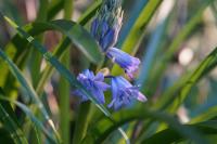 Hyacinthoides hispanica