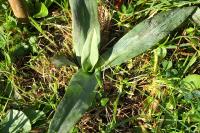 Ophrys
