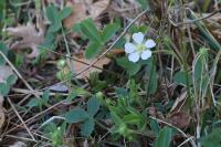 Potentilla montana