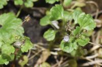 Veronica sublobata