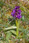 Anacamptis morio