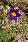 Pulsatilla vulgaris
