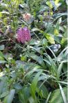 Fritillaria meleagris