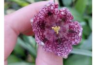 Fritillaria meleagris