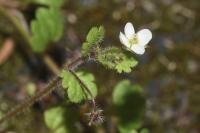 Veronica cymbalaria