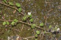 Veronica cymbalaria