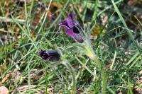 Pulsatilla vulgaris