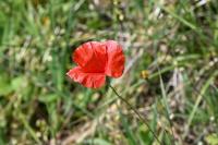 Papaver rhoeas