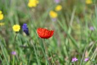 Papaver rhoeas