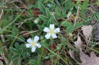 Potentilla montana