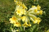 Primula x polyantha