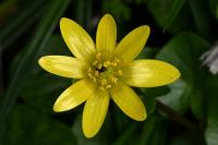Ficaria verna