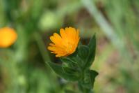 Calendula arvensis