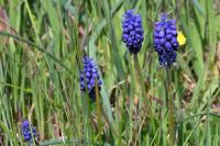 Muscari neglectum