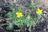 Ranunculus auricomus