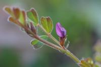Vicia lathyroides