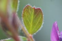 Vicia lathyroides