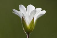 Cerastium arvense