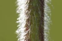 Cerastium arvense