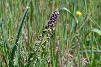 Muscari comosum