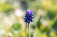 Muscari neglectum
