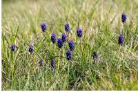 Muscari neglectum