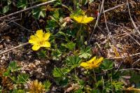 Potentilla verna