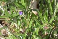 Aegonychon purpurocaeruleum