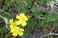 Potentilla verna