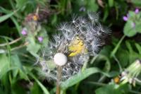 Taraxacum officinale
