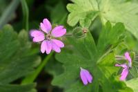 Geranium molle