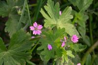 Geranium molle