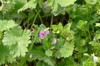 Geranium molle