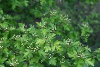 Crataegus monogyna