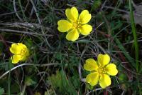 Potentilla verna