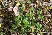 Potentilla verna
