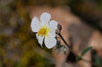 Helianthemum apenninum